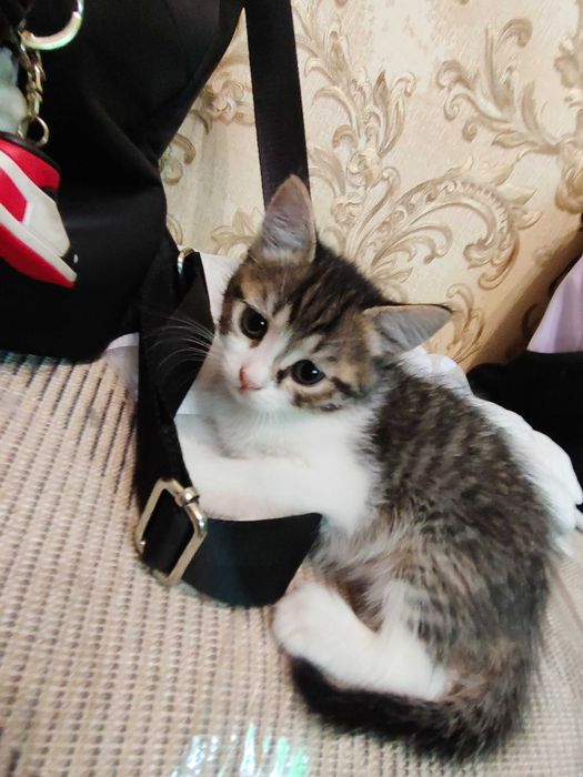 Шукаю батьків для котиків