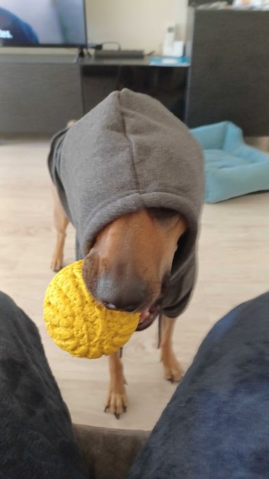 Roupa para cão - Hoodie