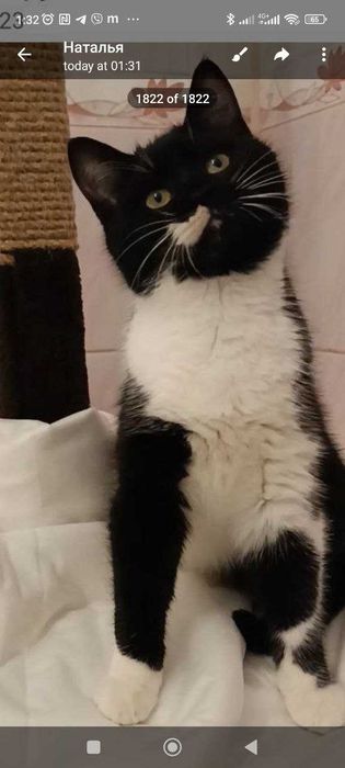 Котята котики кошечки бесплатно