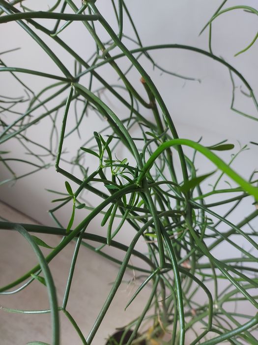 Доросла квітка - молочай тирукаллі