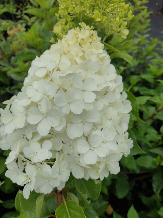 Hortensja Bukietowa 'Limelight' (Hydrangea Paniculata) Duża Sadzonka