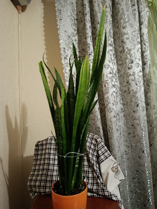 Кімнатні рослини