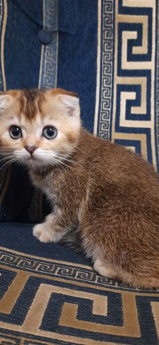 Шотландские котята  золотая шиншилла