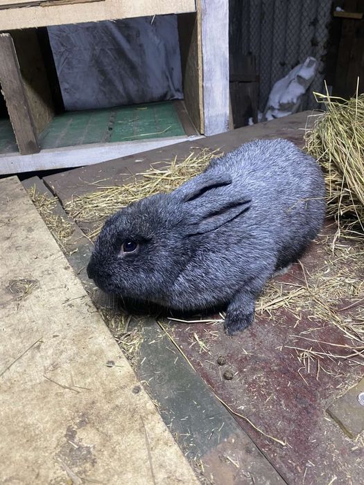 Продам кроликів для парування