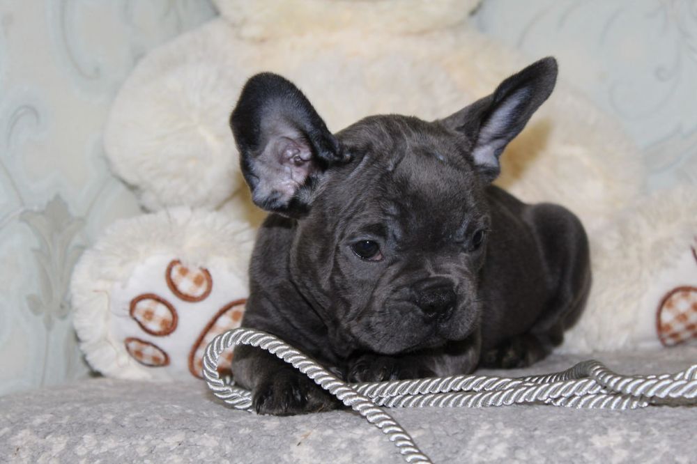 Супер генний хлопчик