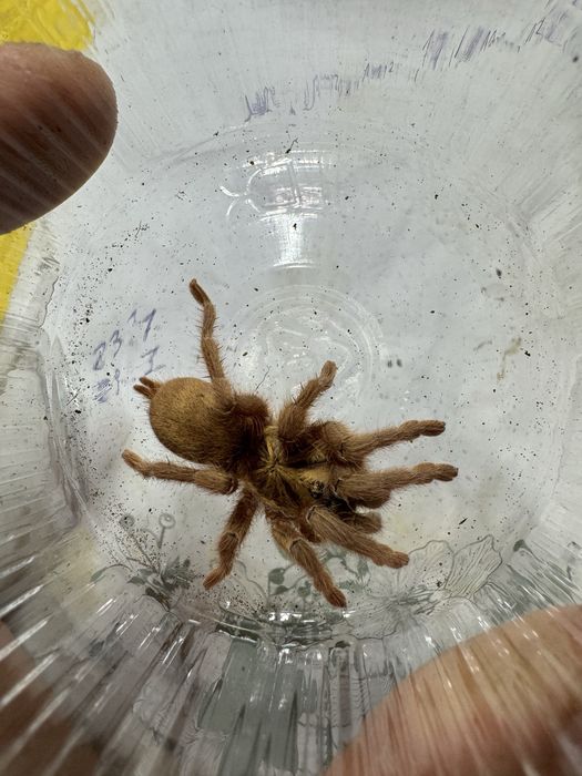 Neoholothele Incei Gold L1/2