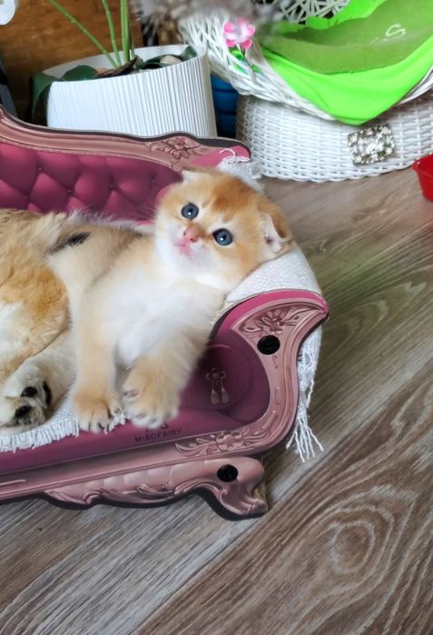 Нежные и потешные детки. Котята золотая шиншилла.