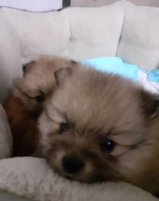 Piekny Szpic Miniaturowy Szpice. Pomeranian piesek boo