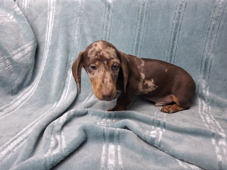 jamnik miniaturowy piesek merlle choco