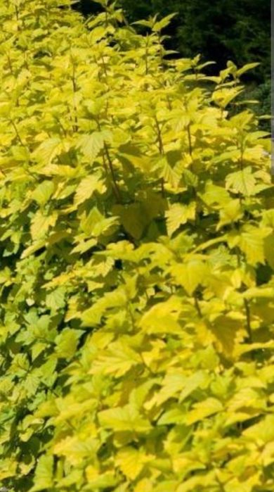 Pęcherznica kalinolistna Luteus 20 sztuk