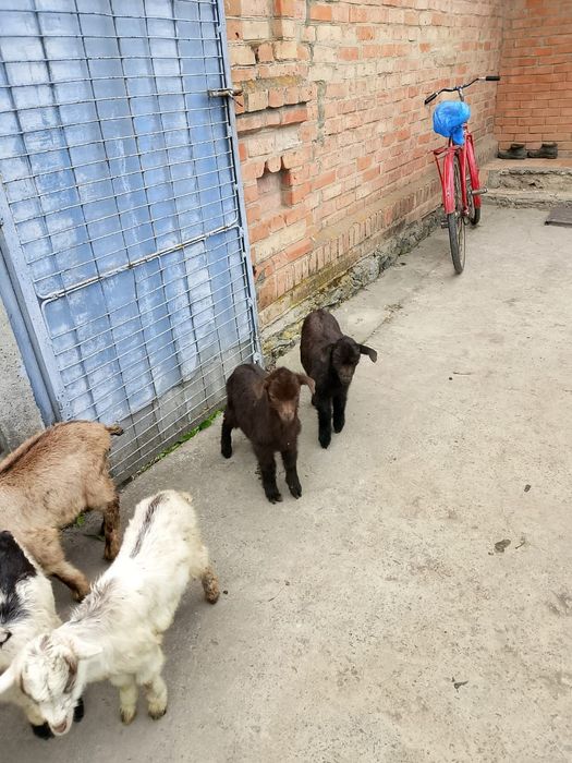 Продам козенята!