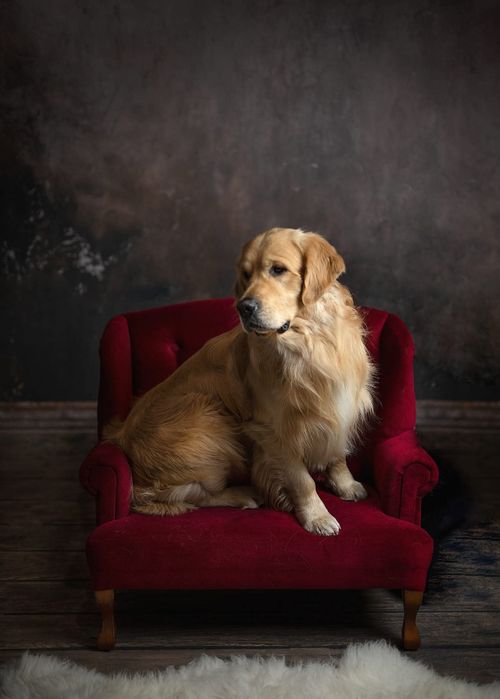 Golden Retriever