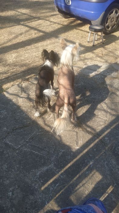 Китайская хохлатая