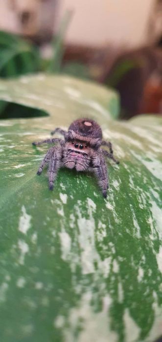 Skakun królewski Phidippus regius lake okeechobee L3