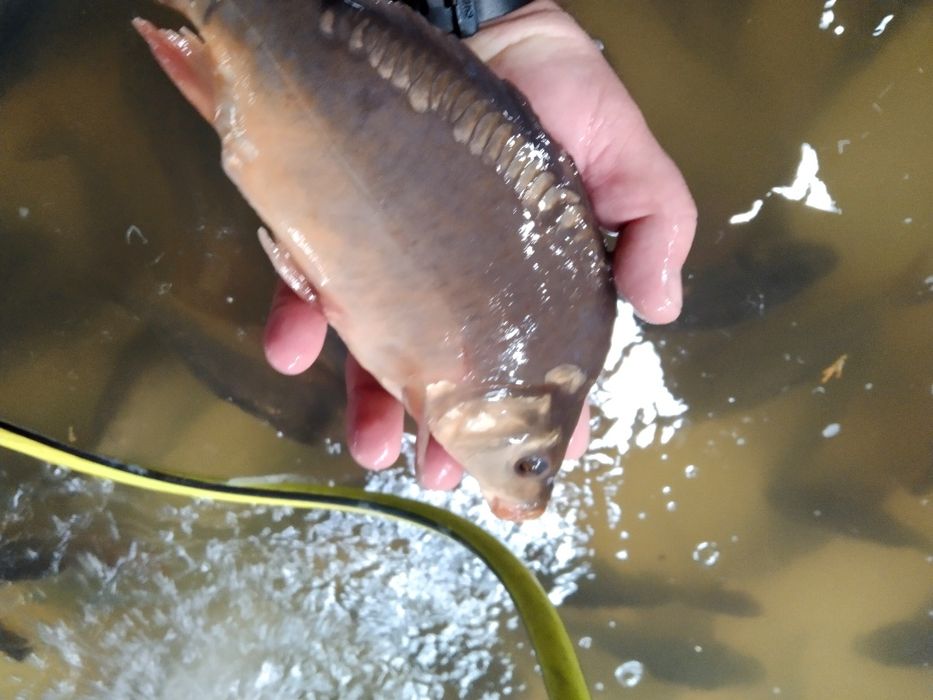 Karp królewski kroczek