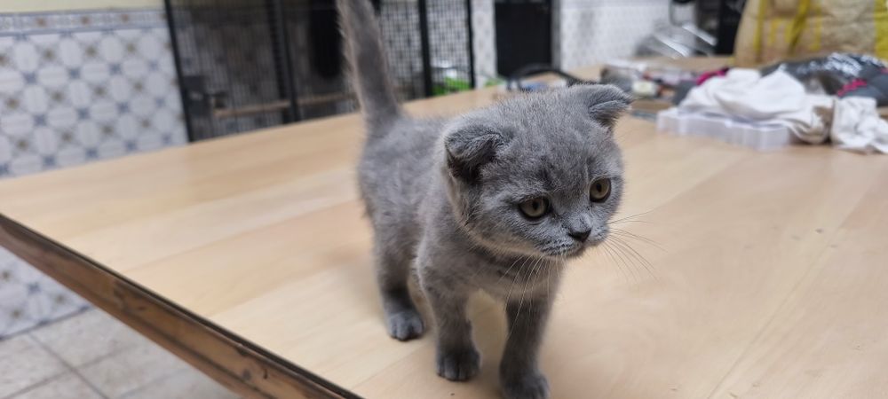 Gato Scottish fold azul fêmea muito meiguinho disponível para entrega imediata