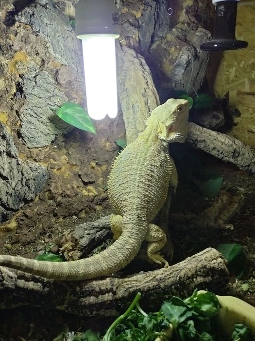 Terrários para repteis