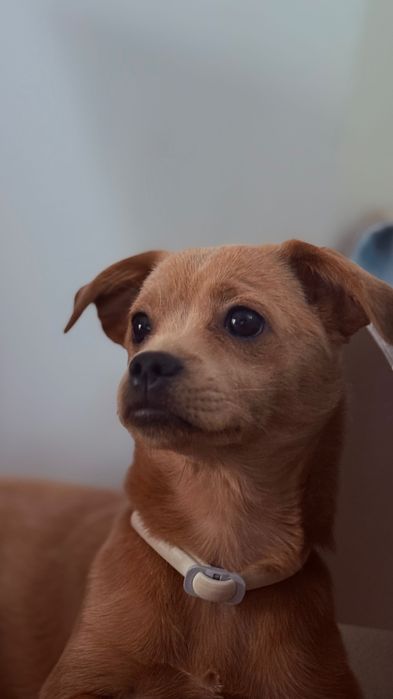 Adotar cão raça pequena