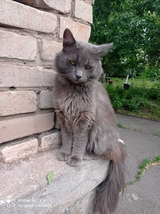 Пропал пепельный котик