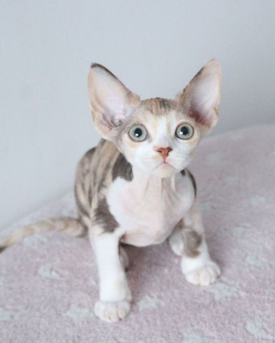 Kotka devon rex FPL