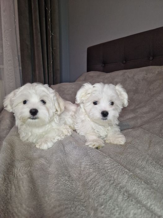 Maltańczyk Maltańczyki pieski