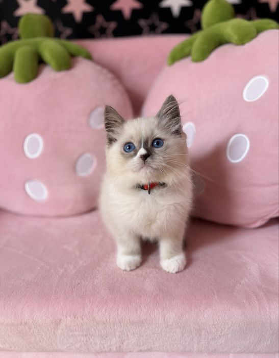 Ragdoll  Ragdolle FPL /FIFE prawdziwy rodowod Duza wyprawka