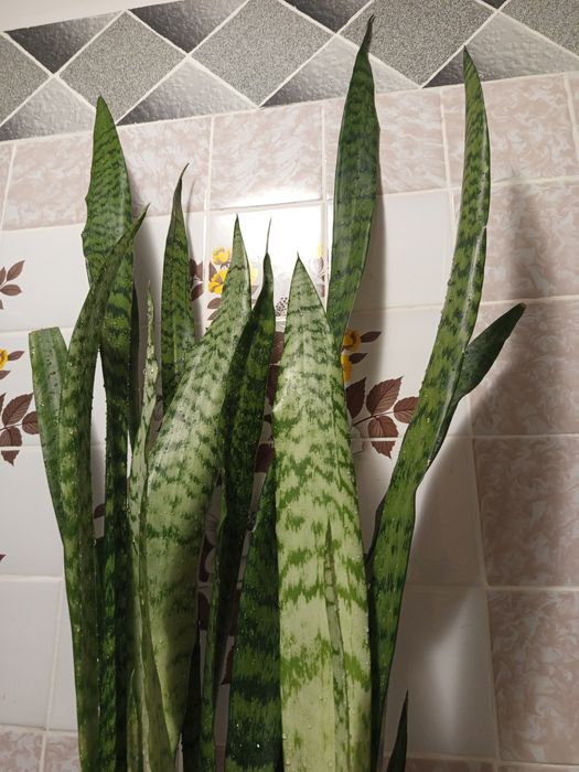 Сансевієрія/сансев'єрія/тещин язик