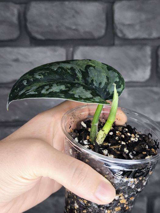 Scindapsus Mejile #3