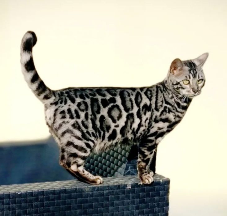 Bengal Silver macho com Lop
