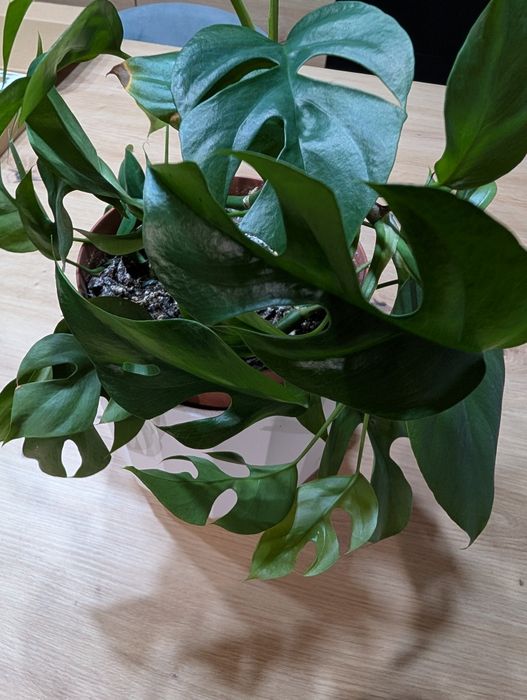 Muda Planta Rhaphidophora tetrasperma / Monstera Mínima