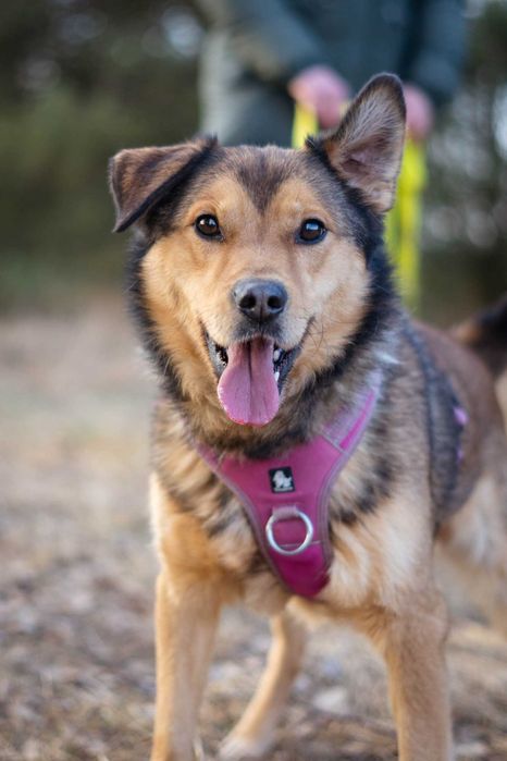 Porzucony młody Moris szuka spokojnego domku