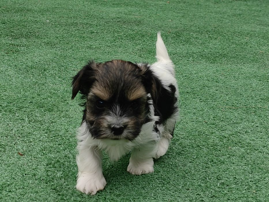 pieski york biewer z metryką