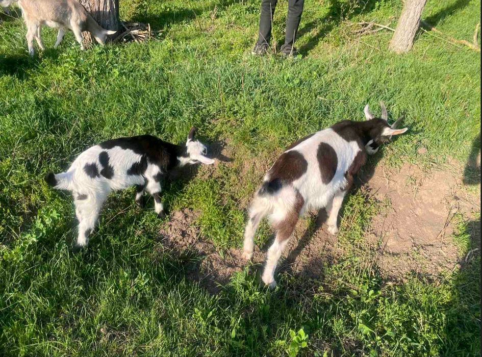 Продам кіз. Козу. Козеня