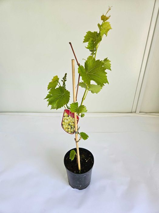Winorośl 'Prim' (Vitis vinifera 'Prim')