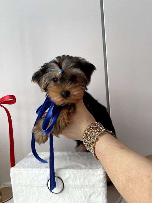 VIP Йорки  ваш найкращий подарунок літа