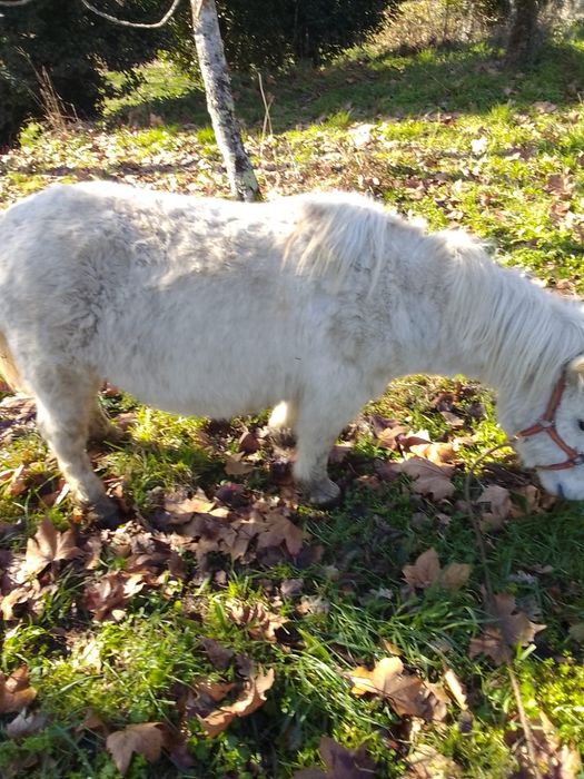 Pônei prenha   linda