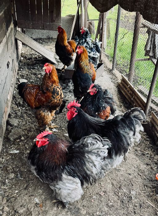 Продаються півні породи: кохінхін, брама та інкубаційне яйце.