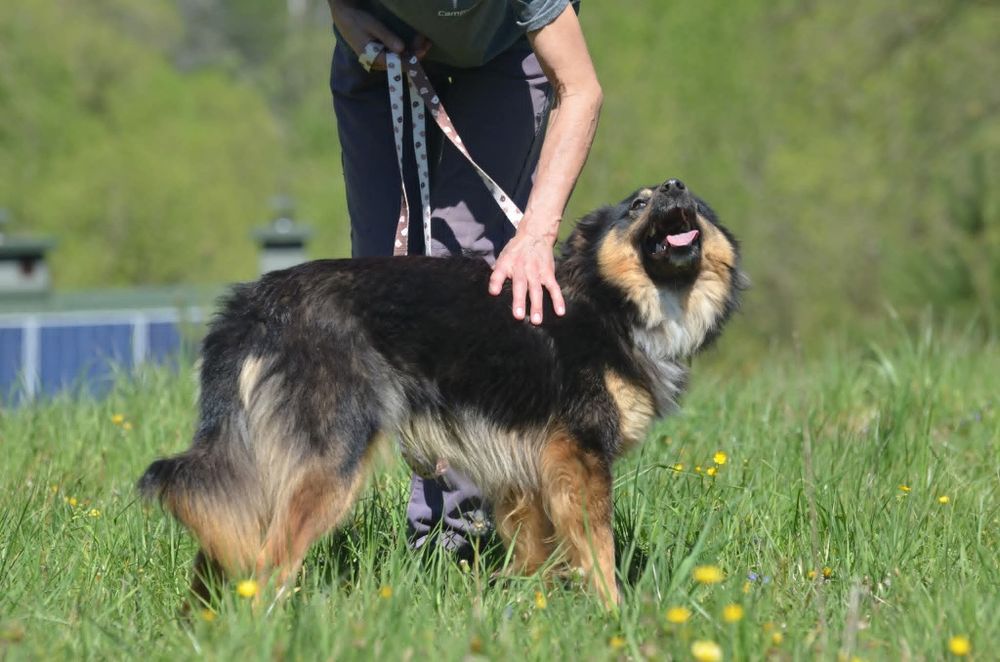 Mati- do adopcji