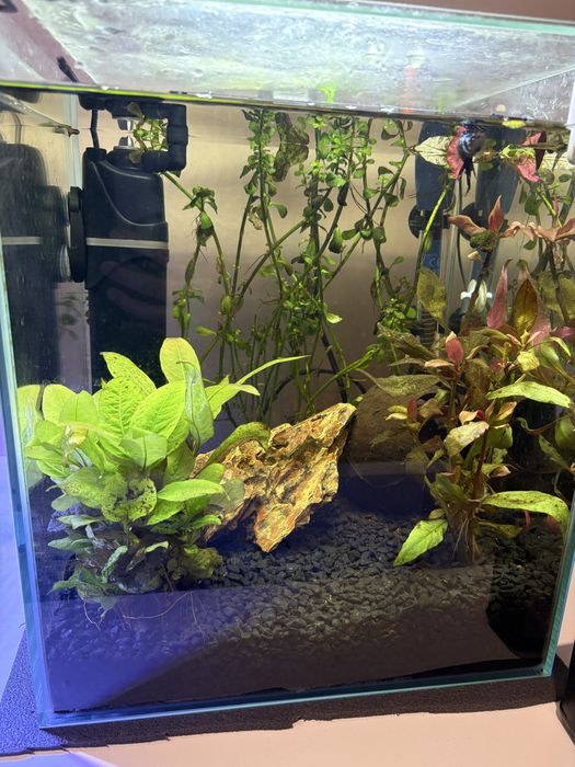 Akwarium kostka 30l diversa