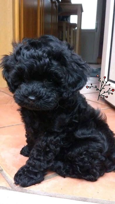 Щеночки-мальчики. Мальтипу