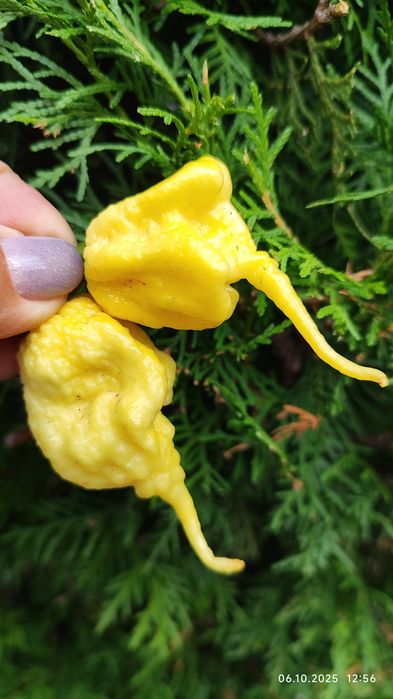 Carolina Reaper надгострий перець
