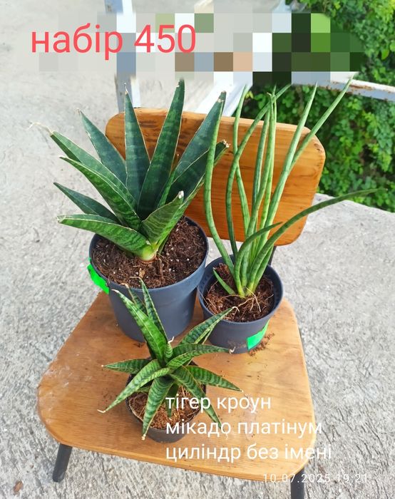 Сансевієрії циліндр, 12 сортів, інші