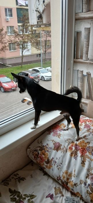 ВЯ'ЗКА !!! Читати уважно.  Чихуахуа наречений шукає наречену