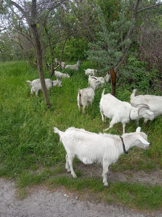Продаються кози приїздіть вибирайте