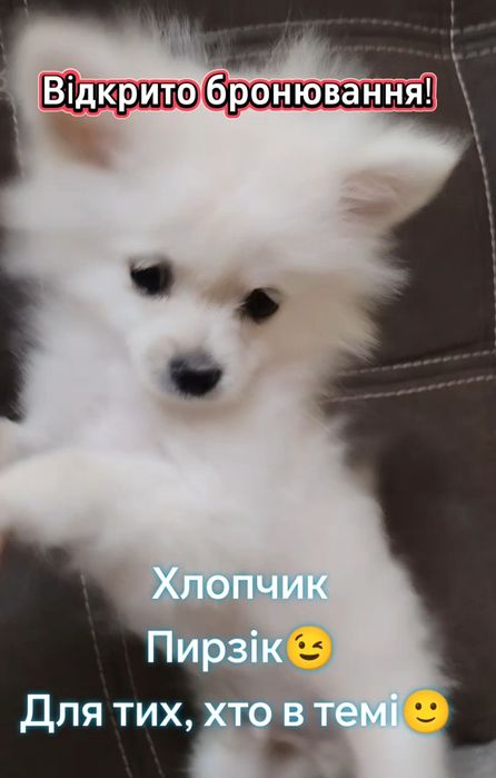 Померанські шпіци. Хлопчики та дівчинка.