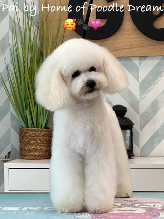 Lindo Puppy poodle toy procura nova familia!!!