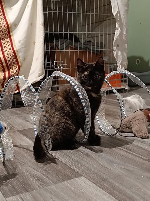 Шикарные котята  бесплатно