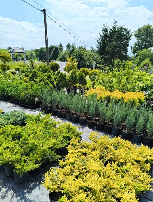 Szkółka krzewów ozdobnych | Hortensje, Tuje, drzewa , jałowiec, róża