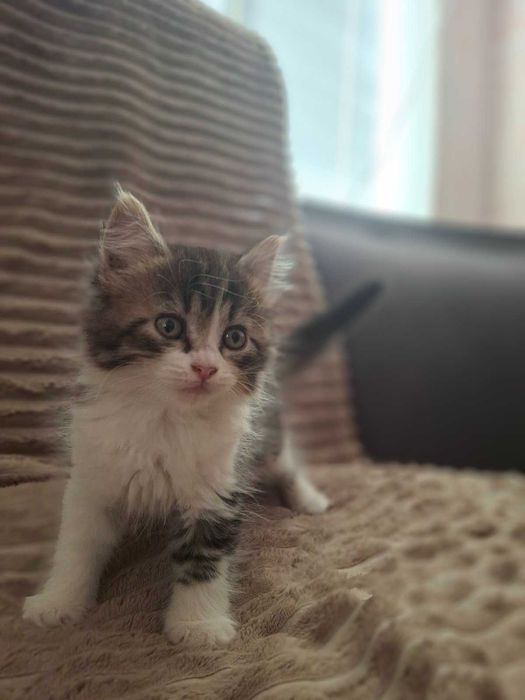 Віддамо кошенят в добрі руки