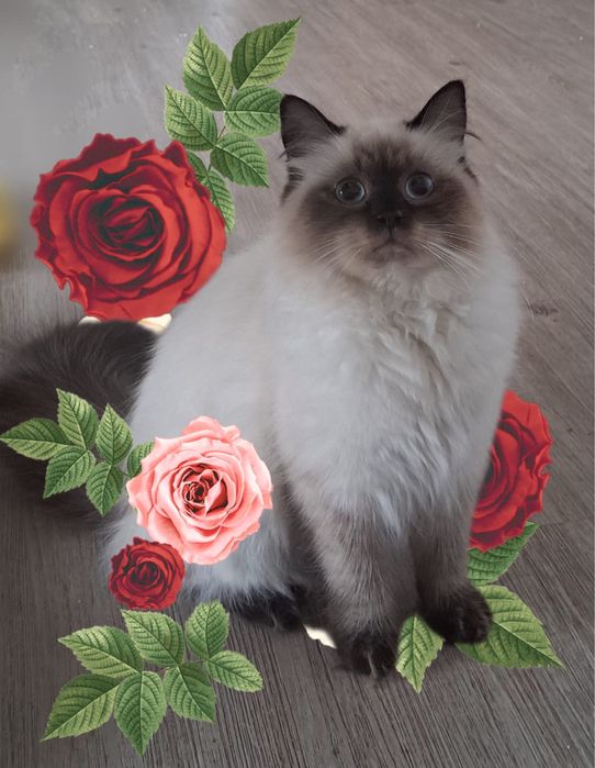 Kotka neva masquerade syberyjska seal point